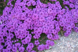 Verbena Purple 1 5a6a11de11151