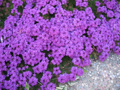Verbena Purple 1 5a6a11de11151