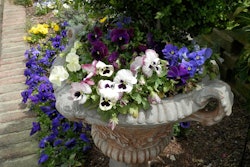 pansies planter 5a735e9428a37