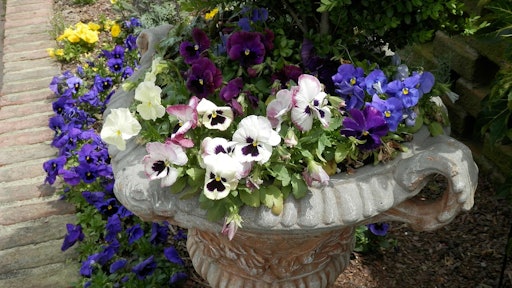 pansies planter 5a735e9428a37