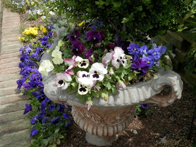 pansies planter 5a735e9428a37