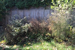 Overgrown Backyard 5ab12a2b1bad3