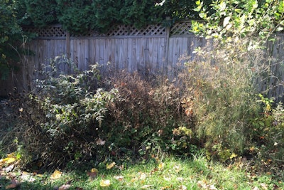 Overgrown Backyard 5ab12a2b1bad3