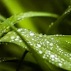 Drop Wet Green Dew Morning Nature Grass Water 2952873 5ace4c19ac378