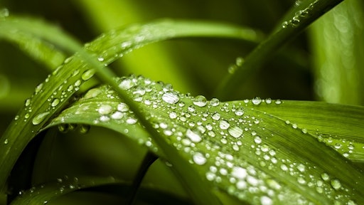Drop Wet Green Dew Morning Nature Grass Water 2952873 5ace4c19ac378