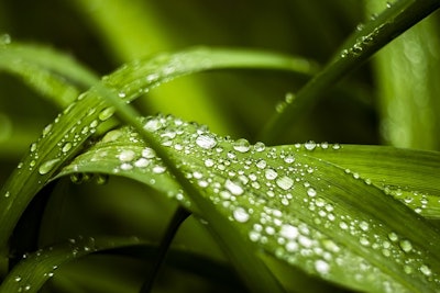 Drop Wet Green Dew Morning Nature Grass Water 2952873 5ace4c19ac378