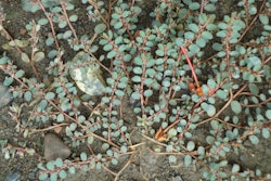Euphorbia maculata Creeping Spurge 5acd0833e96e0