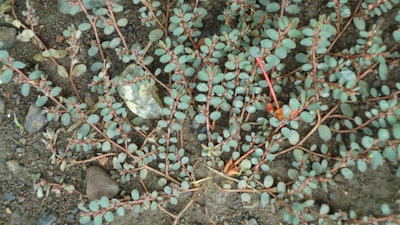 Euphorbia maculata Creeping Spurge 5acd0833e96e0
