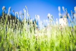 Meadow 5ace47be00f6e