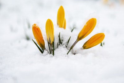 flower in the snow 1519743142MGv 5acd05f2ecaa6
