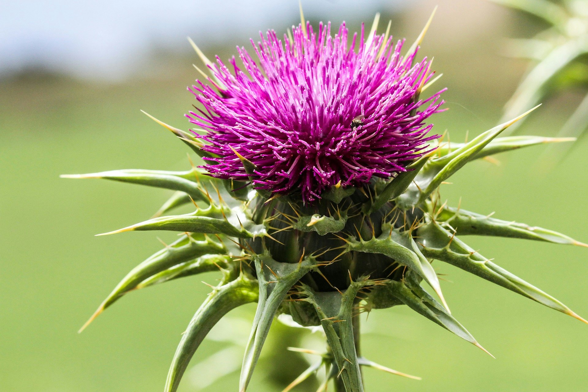 When It Comes To Weeds Make Haste Slowly Green Industry Pros