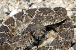 1200px Western Diamondback Rattlesnake 5b50d27dd62a0
