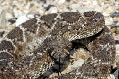 1200px Western Diamondback Rattlesnake 5b50d27dd62a0