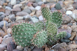 Cacti New Mexico Cactus Xeriscape Xeriscaping 1425407 5b4e3f803e5f4
