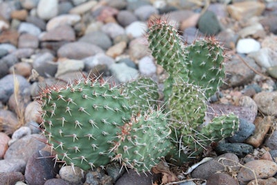 Cacti New Mexico Cactus Xeriscape Xeriscaping 1425407 5b4e3f803e5f4