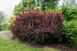 Japanese Barberry 5b43bd4aea841