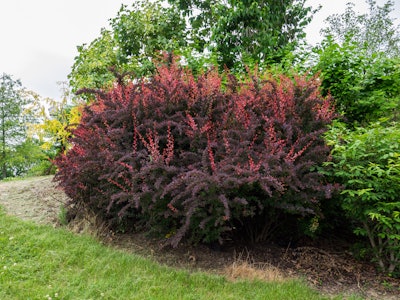 Japanese Barberry 5b43bd4aea841