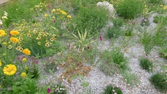 Xeriscape garden 2014 2 5b3e69f52bb81