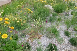 Xeriscape garden 2014 2 5b3e69f52bb81