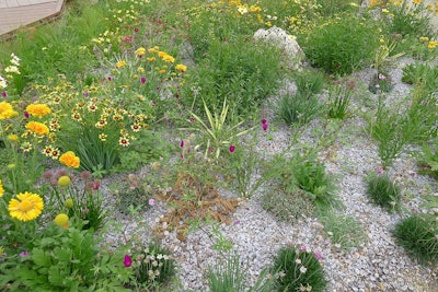 Xeriscape garden 2014 2 5b3e69f52bb81