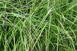 overgrown garden grass 5b43ade3a40a8
