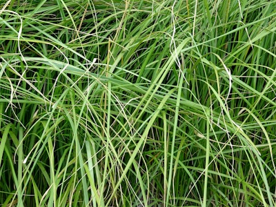 overgrown garden grass 5b43ade3a40a8
