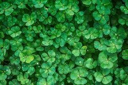 Green Clover Plant 1225988 5b7f0cf676855