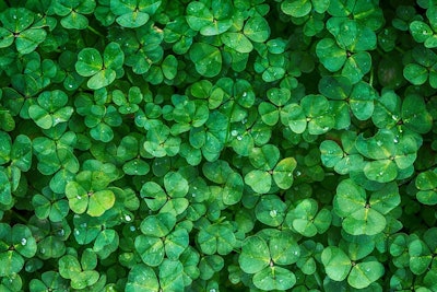 Green Clover Plant 1225988 5b7f0cf676855