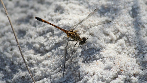 Insect