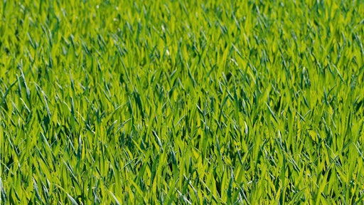 Close Up Field Grass 33359