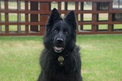 Dog friendly yard 5b91565c1cd88