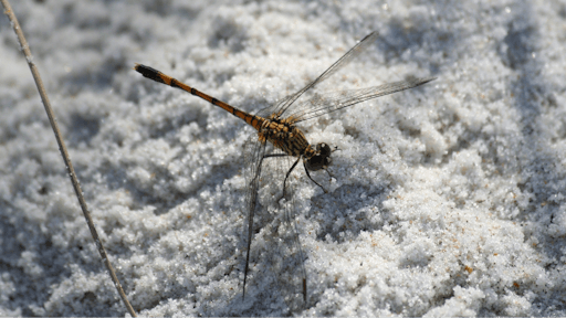 Insect