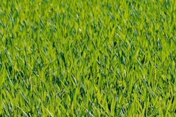 Close Up Field Grass 33359