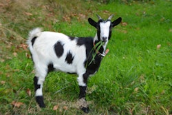 goat 2775034 1920 1 5b96a42e54a73