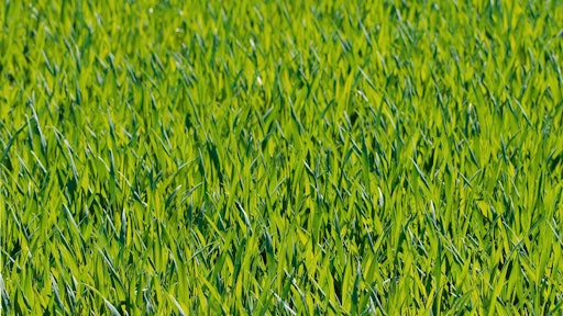 Nature Forest Grass Snow Plant Field 1294575 Pxhere com