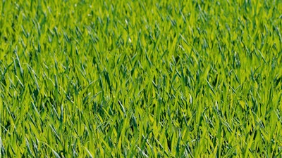 Nature Forest Grass Snow Plant Field 1294575 Pxhere com