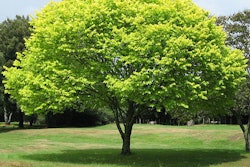 1024px Bright Green Tree Waikato