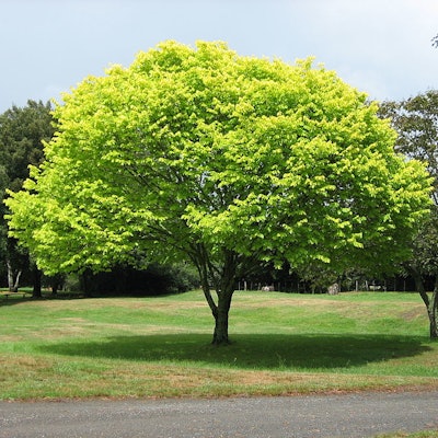 1024px Bright Green Tree Waikato