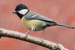 1200px Great Tit Side On
