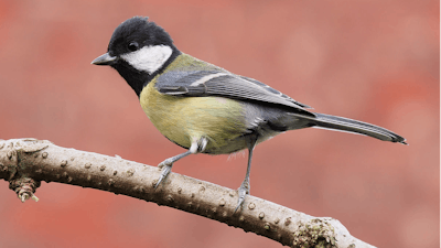 1200px Great Tit Side On