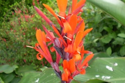 1280px Canna Hybriden 0 0 R