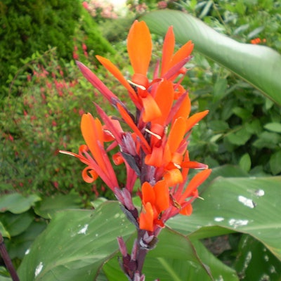 1280px Canna Hybriden 0 0 R