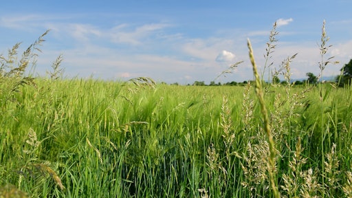 Blue Sky Green Field Spring Bluegrass Landscape 1436382