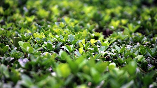 Boxwood Shrub