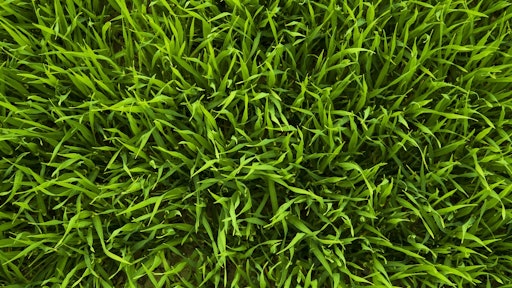 Nature Grass Plant Lawn Meadow Leaf 1393632 Pxhere com