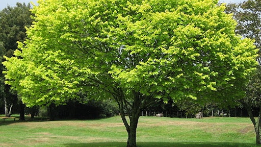 1024px Bright Green Tree Waikato