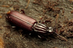 34470737522 C30e908457 K