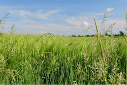 Blue Sky Green Field Spring Bluegrass Landscape 1436382