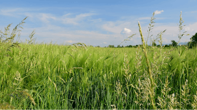 Blue Sky Green Field Spring Bluegrass Landscape 1436382