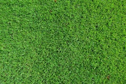Grass 1133841 1920